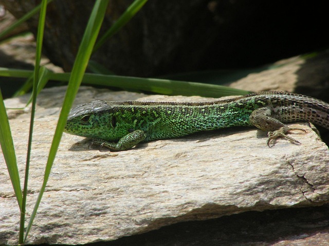 Free Lizard Sand Lizard photo and picture