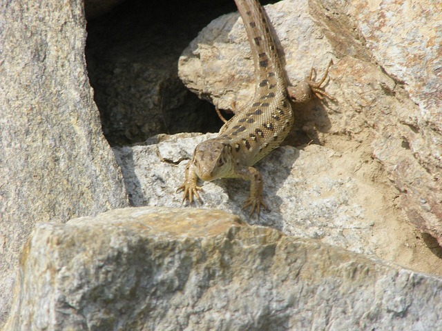 Free Lizard Sand Lizard photo and picture