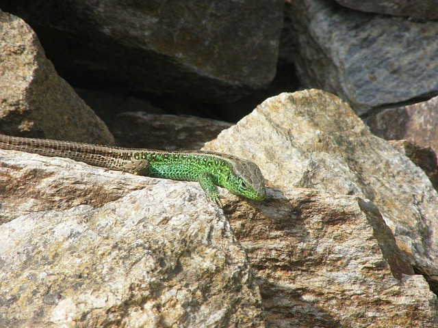 Free Lizard Sand Lizard photo and picture