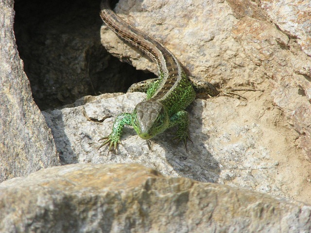 Free Lizard Animals photo and picture
