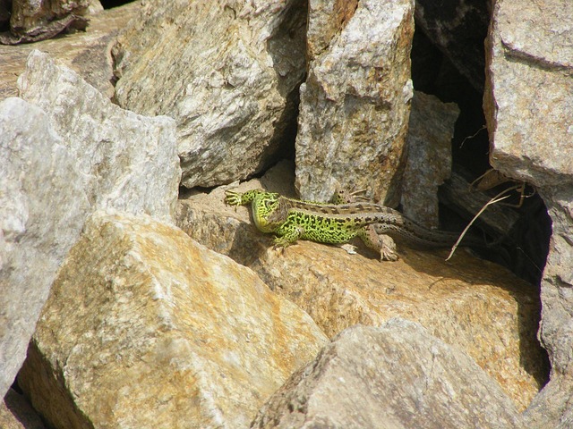 Free Lizard Animals photo and picture