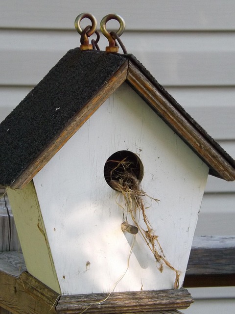Free Birdhouse Nesting photo and picture