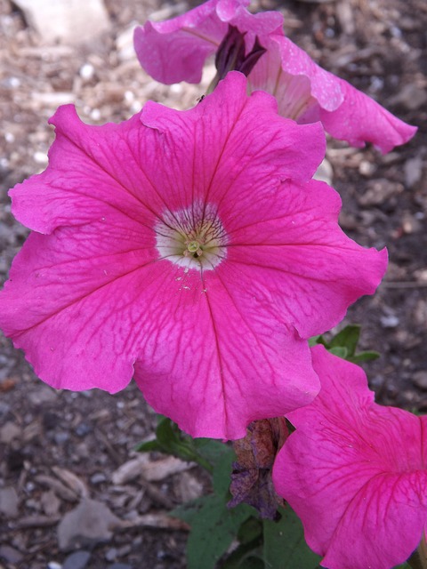 Free Pink Petunia photo and picture