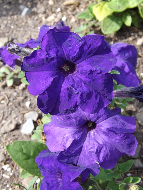 Free Purple Petunia photo and picture