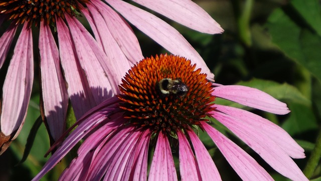 Free Bee Ecanacia photo and picture
