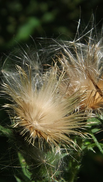 Free Thistle Thistle Fluff photo and picture