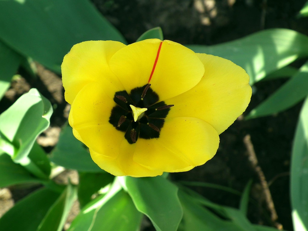 flower-199579_1280.jpg