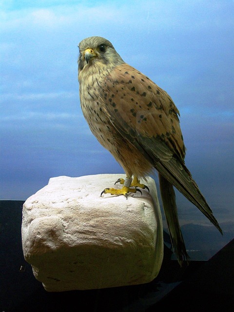 Free Bird Raptor photo and picture
