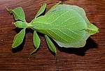 cockroach walking, green, small animal