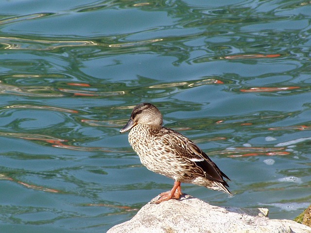 Free Bird Duck photo and picture