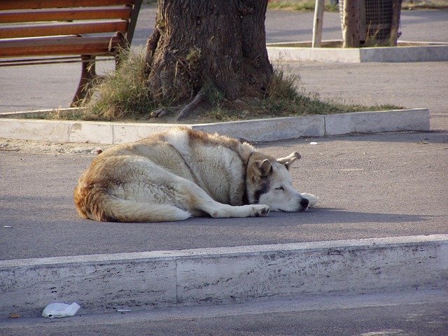 Free Dog Sleep photo and picture