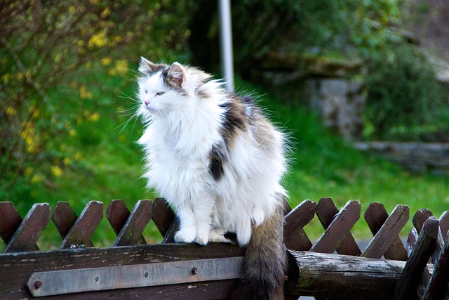 Free Cat Puss photo and picture
