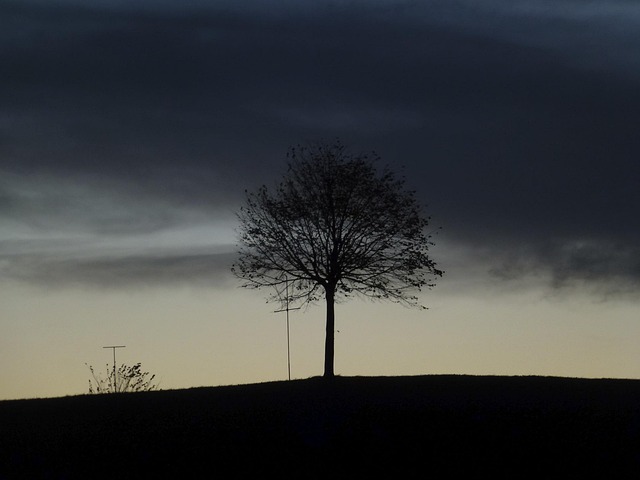 Free Tree Nature photo and picture