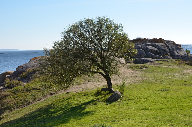 Free Tree Landscape photo and picture