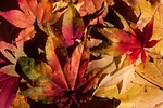 autumn, fall foliage, golden autumn