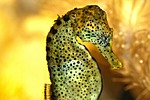 seahorse, aquarium, water