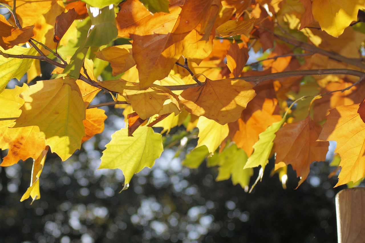 leaves-200333_1280.jpg