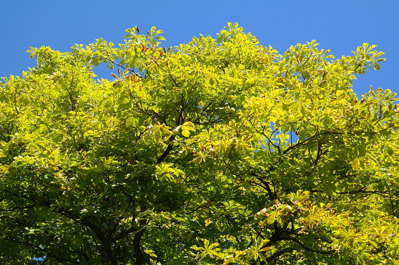 木 くるみ 葉っぱ - Pixabayの無料写真 - Pixabay