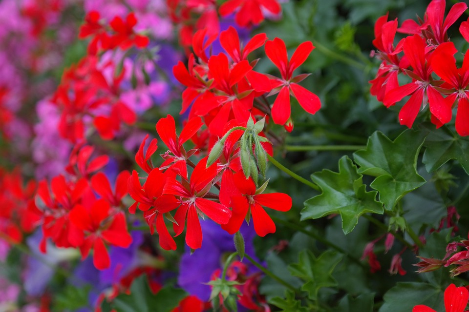 ゼラニウム 赤 花 Pixabayの無料写真