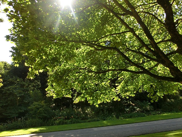 Free Tree Garden photo and picture