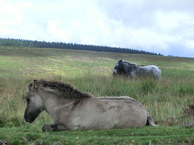 Free Dartmoor England photo and picture