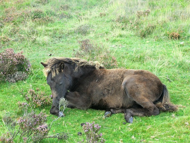 Free Pony Dartmoorpony photo and picture