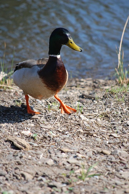 Free Duck Water photo and picture