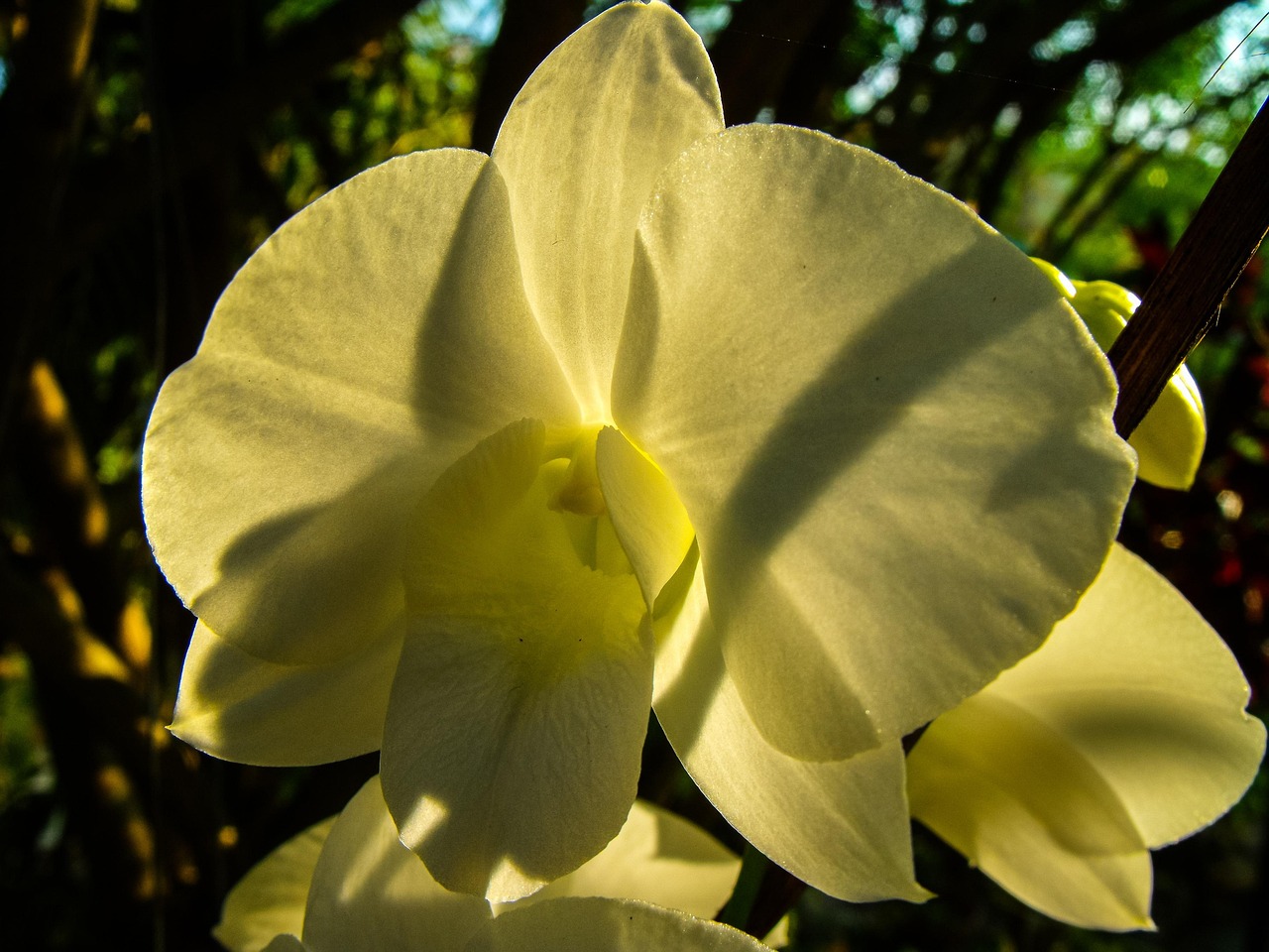 Orchid Blossom Bloom Free photo on Pixabay Pixabay