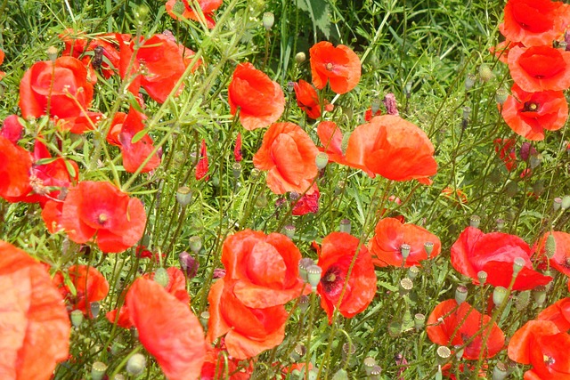 Free Poppies Red Poppy photo and picture