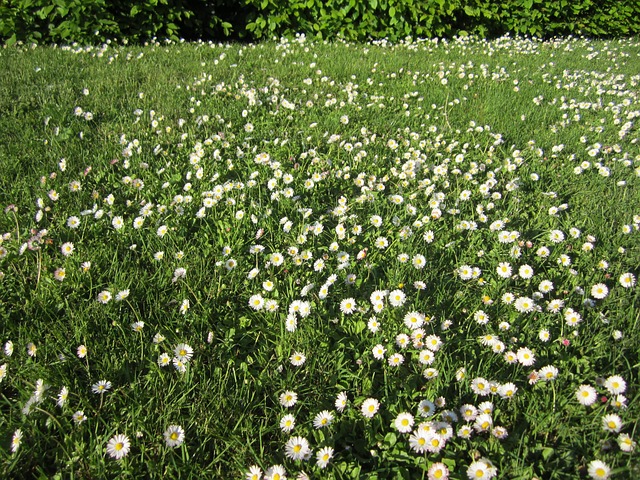Free Flower Meadow photo and picture