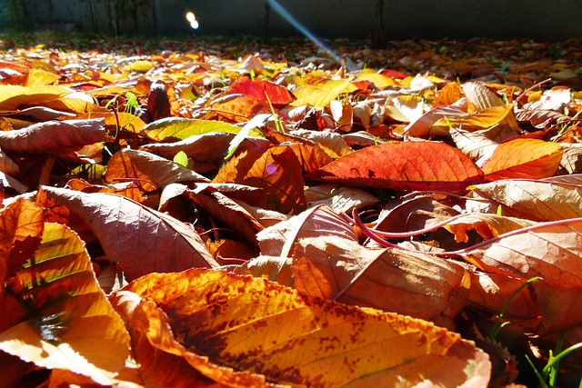 Free Autumn Yellow Leaves photo and picture