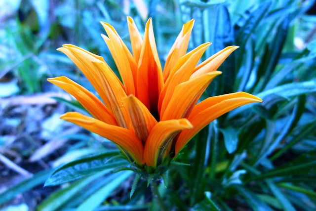Free Flower Autumn photo and picture