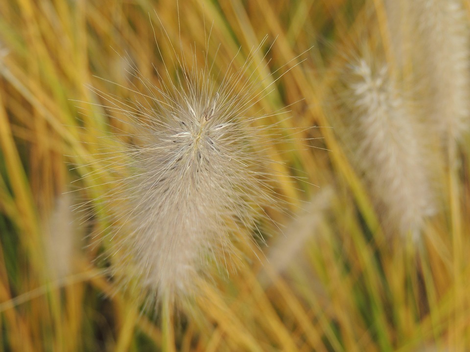 Threads Nature Grass Threads Stalks - Free photo on Pixabay