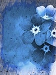 vergissmeinnicht, forget-me-not, myosotis