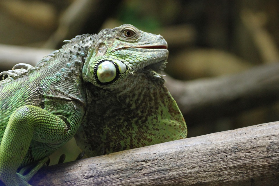 Echse Zoo Reptil - Kostenloses Foto auf Pixabay