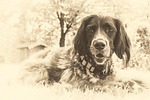 dog, münsterländer, high key
