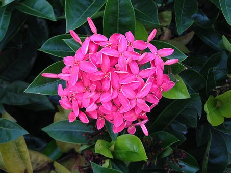 Free Penta Pink photo and picture