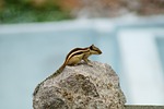 squirrel, wildlife, squirrels