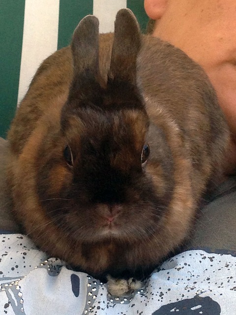 Free Rabbit Brown photo and picture