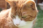 cat, ginger cat, cat face