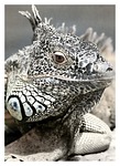black and white, saurian, animal