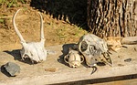stone tools, skulls, bones