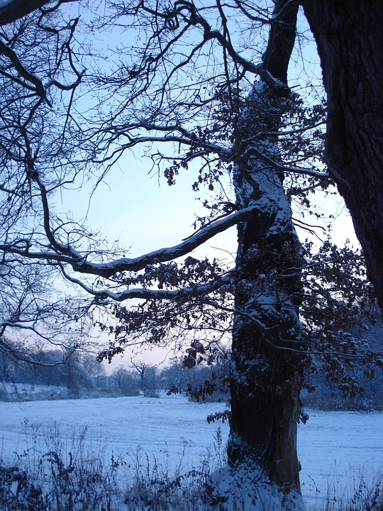 tree-202055_960_720.jpg