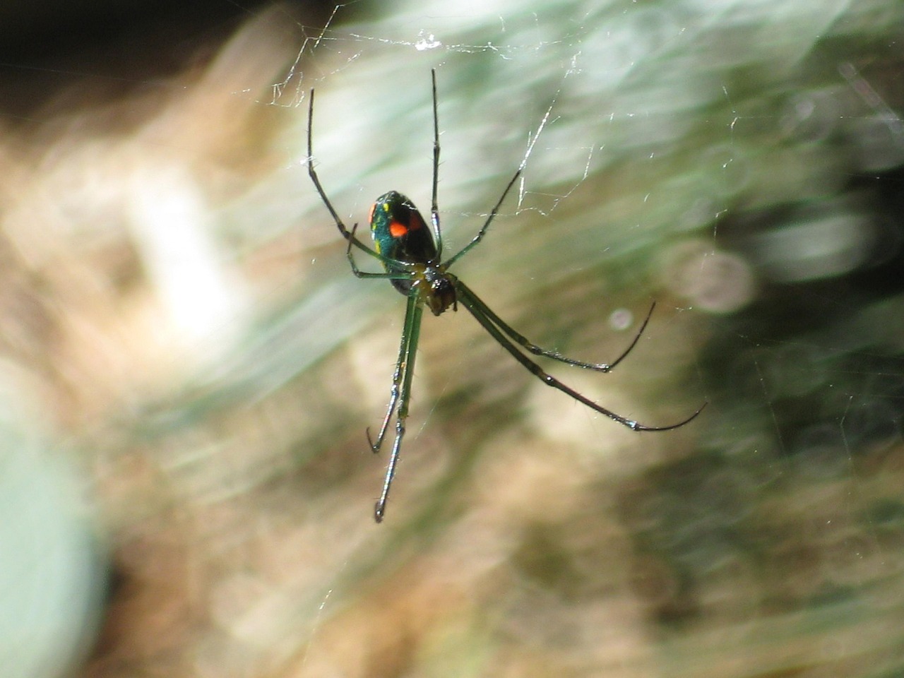 Araña Web Insecto - Foto gratis en Pixabay - Pixabay