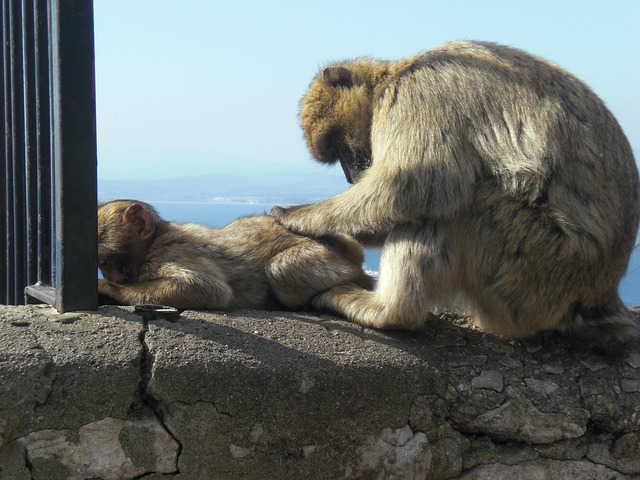 Free Mono Gibraltar photo and picture