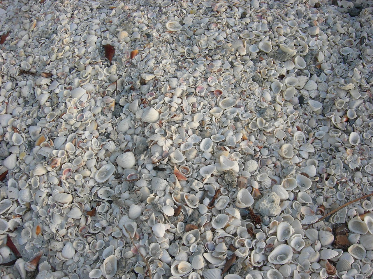 Traditional Shells Classic Shell Free Download