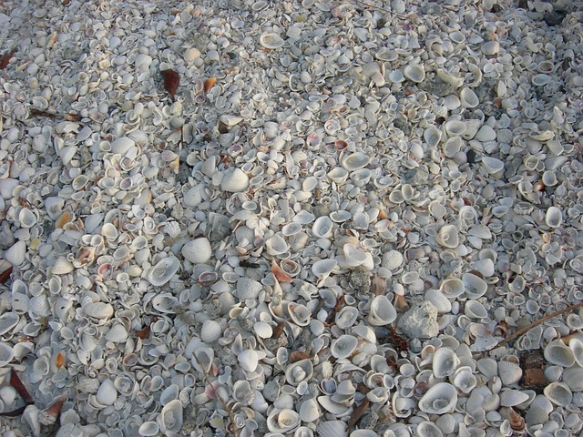 Free Shells Sea photo and picture
