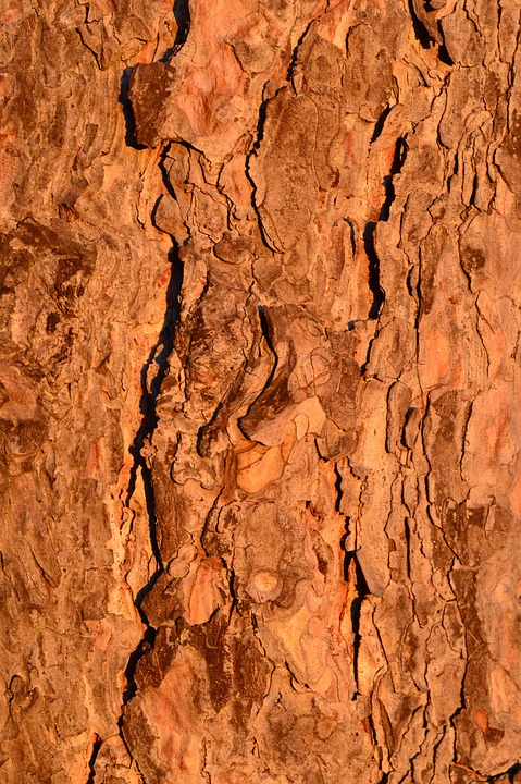 Baum Stamm Rinde · Kostenloses Foto auf Pixabay