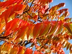 orange, red, leaves