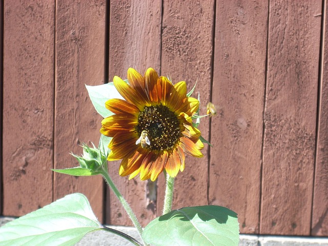 Free Sunflower Bee photo and picture